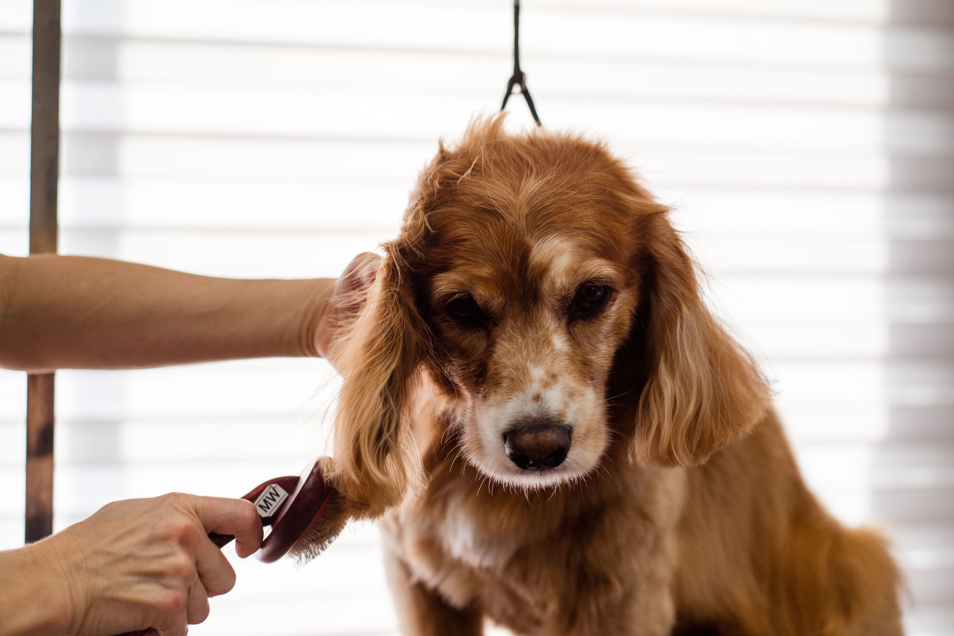 A Cocker Spaniel dog being groomed indoors by a professional groomer.