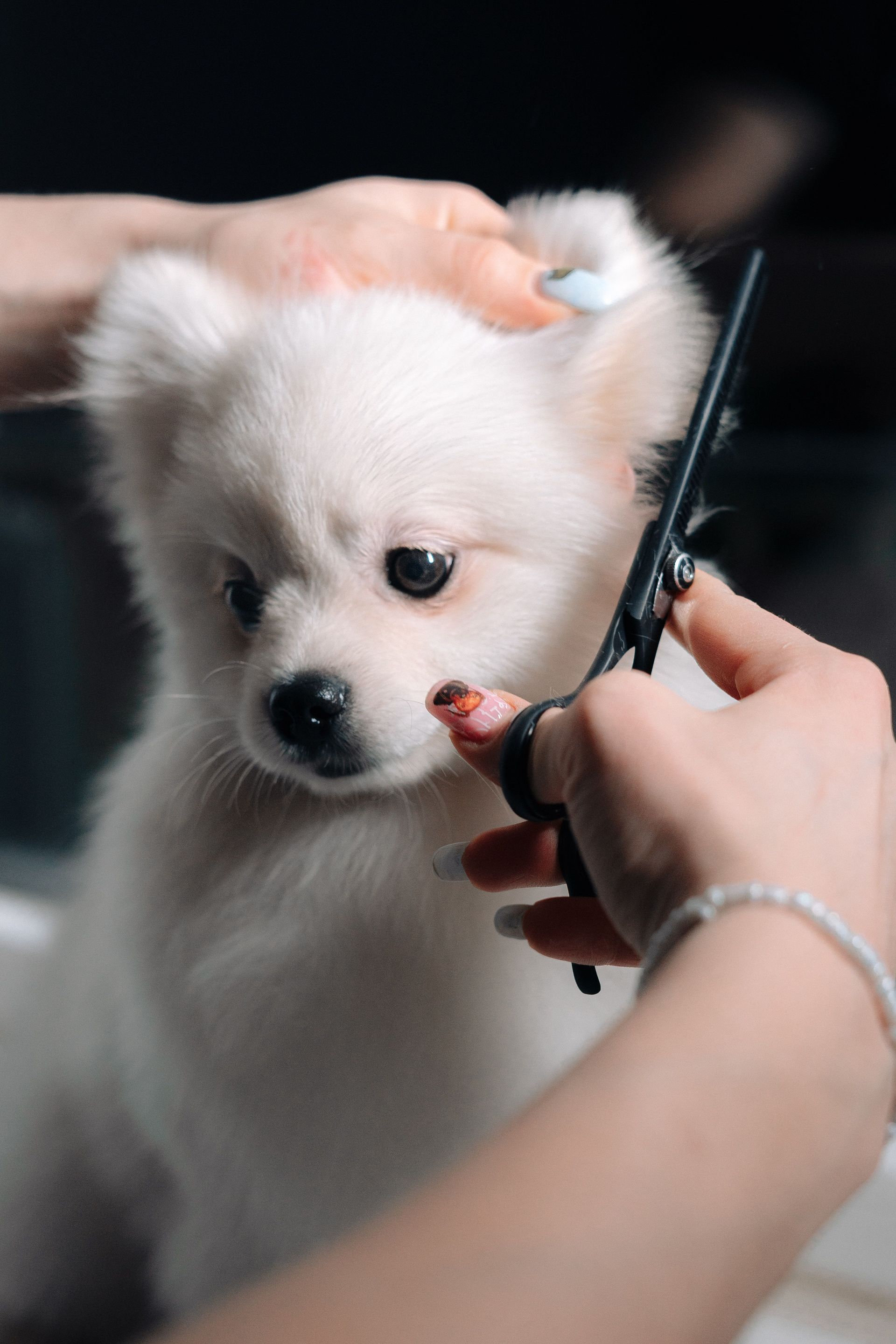 Adorable white puppy gets a haircut during a grooming session. Perfect pet salon image.